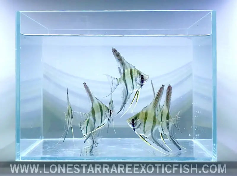 Altum Angelfish / Pterophyllum Altum Live Freshwater Tropical Fish for Sale Online