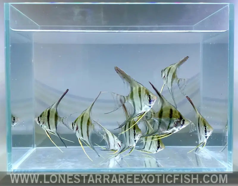 Altum Angelfish / Pterophyllum Altum Live Freshwater Tropical Fish for Sale Online