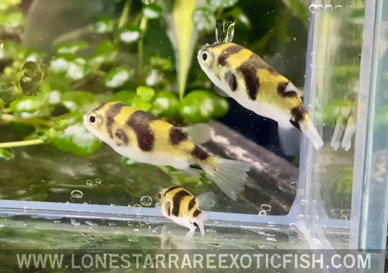 Amazon Puffer / Colomesus Asellus Live Freshwater Tropical Fish for Sale Online