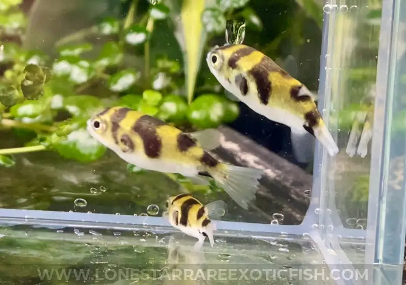Amazon Puffer / Colomesus asellus For Sale Online | Lone Star Rare Exotic Fish Co.