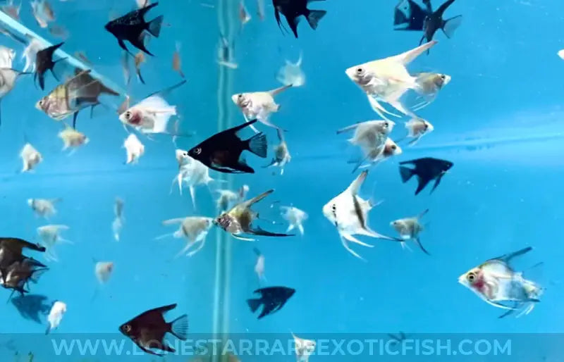 Assorted Blue Angelfish - Group of 5 For Sale Online | Lone Star Rare Exotic Fish Co.