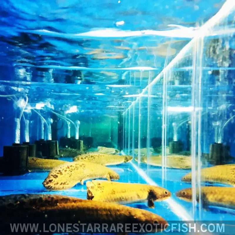 Australian Lungfish / Neoceratodus Forsteri Live Freshwater Tropical Fish for Sale Online