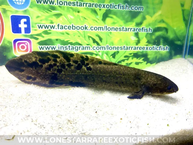 Australian Lungfish / Neoceratodus forsteri For Sale Online