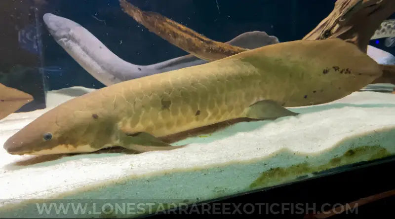 Australian Lungfish / Neoceratodus forsteri For Sale Online | Lone Star Rare Exotic Fish Co.
