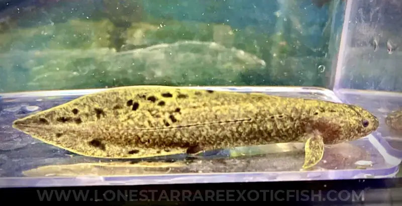 Australian Lungfish / Neoceratodus forsteri For Sale Online | Lone Star Rare Exotic Fish Co.