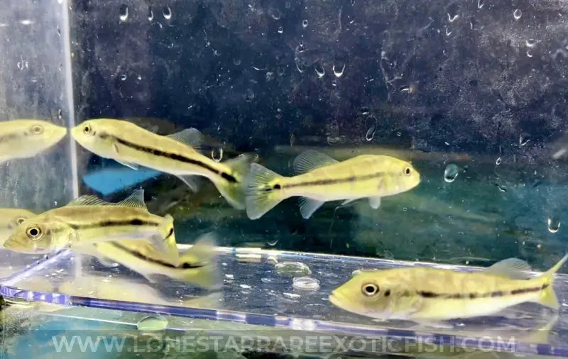 Azul Peacock Bass / Cichla piquiti For Sale Online | Lone Star Rare Exotic Fish Co.