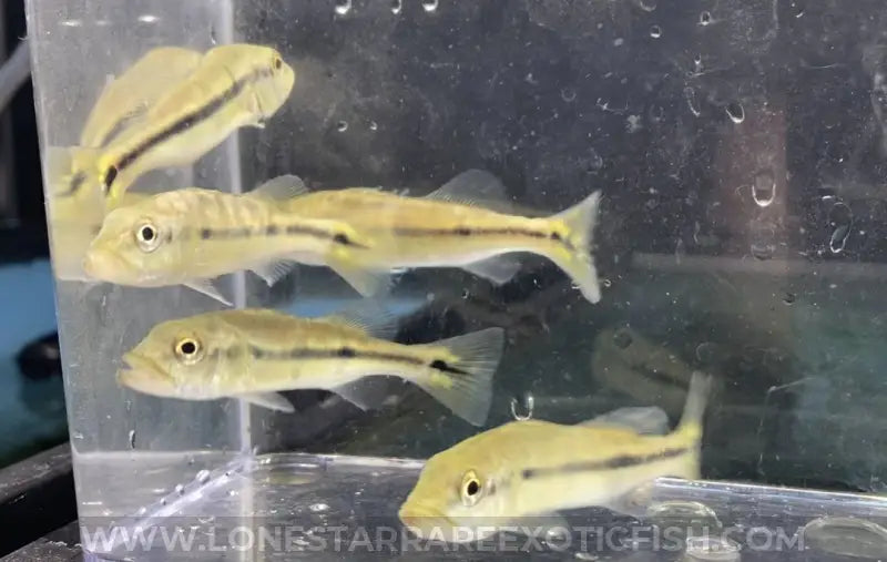 Azul Peacock Bass / Cichla piquiti For Sale Online | Lone