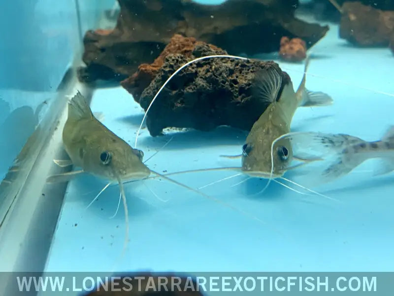 Bagrus Catfish Live Freshwater Tropical Fish for Sale Online