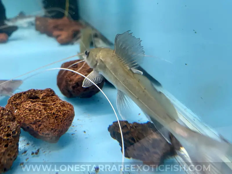 Bagrus Catfish For Sale Online | Lone Star Rare Exotic Fish Co.