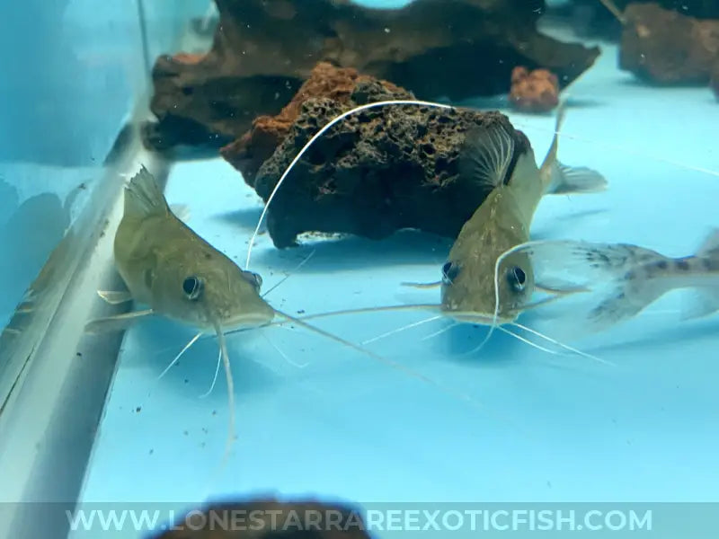 Bagrus Catfish For Sale Online | Lone Star Rare Exotic Fish Co.