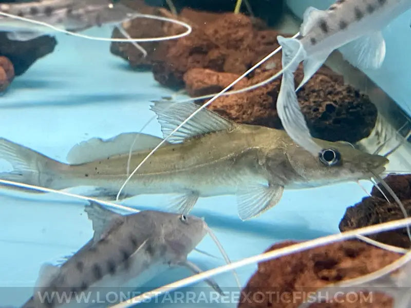 Bagrus Catfish For Sale Online | Lone Star Rare Exotic Fish