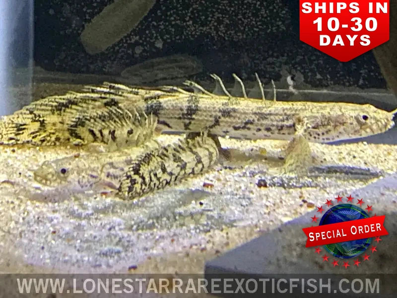 Two Endlicheri bichirs (Polypterus endlicherii) with dark saddle bands resting on sand
