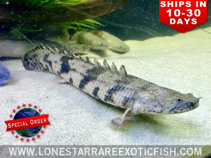 Endlicheri bichir (Polypterus endlicherii) with dark saddle markings resting on aquarium sand