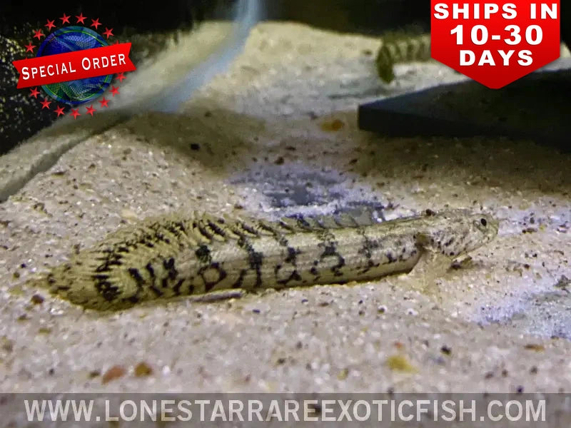 Endlicheri bichir (Polypterus endlicherii) lying on sand between rocks