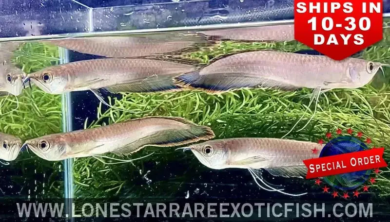 Black Arowana / Osteoglossum Ferreirai (special Order) Live Freshwater Tropical Fish for Sale Online