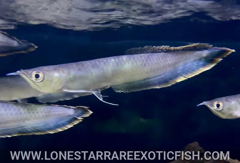 Black arowana (Osteoglossum ferreirai) in side view showing its long dorsal and anal fins