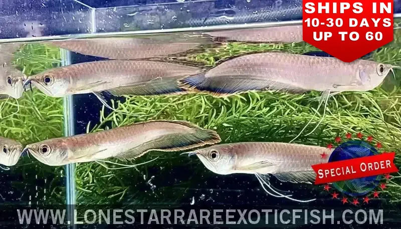 Black Arowana / Osteoglossum Ferreirai (special Order) Live Freshwater Tropical Fish for Sale Online