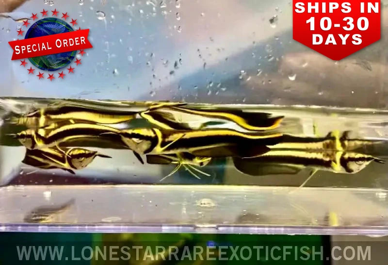 Black Arowana / Osteoglossum Ferreirai (special Order) Live Freshwater Tropical Fish for Sale Online