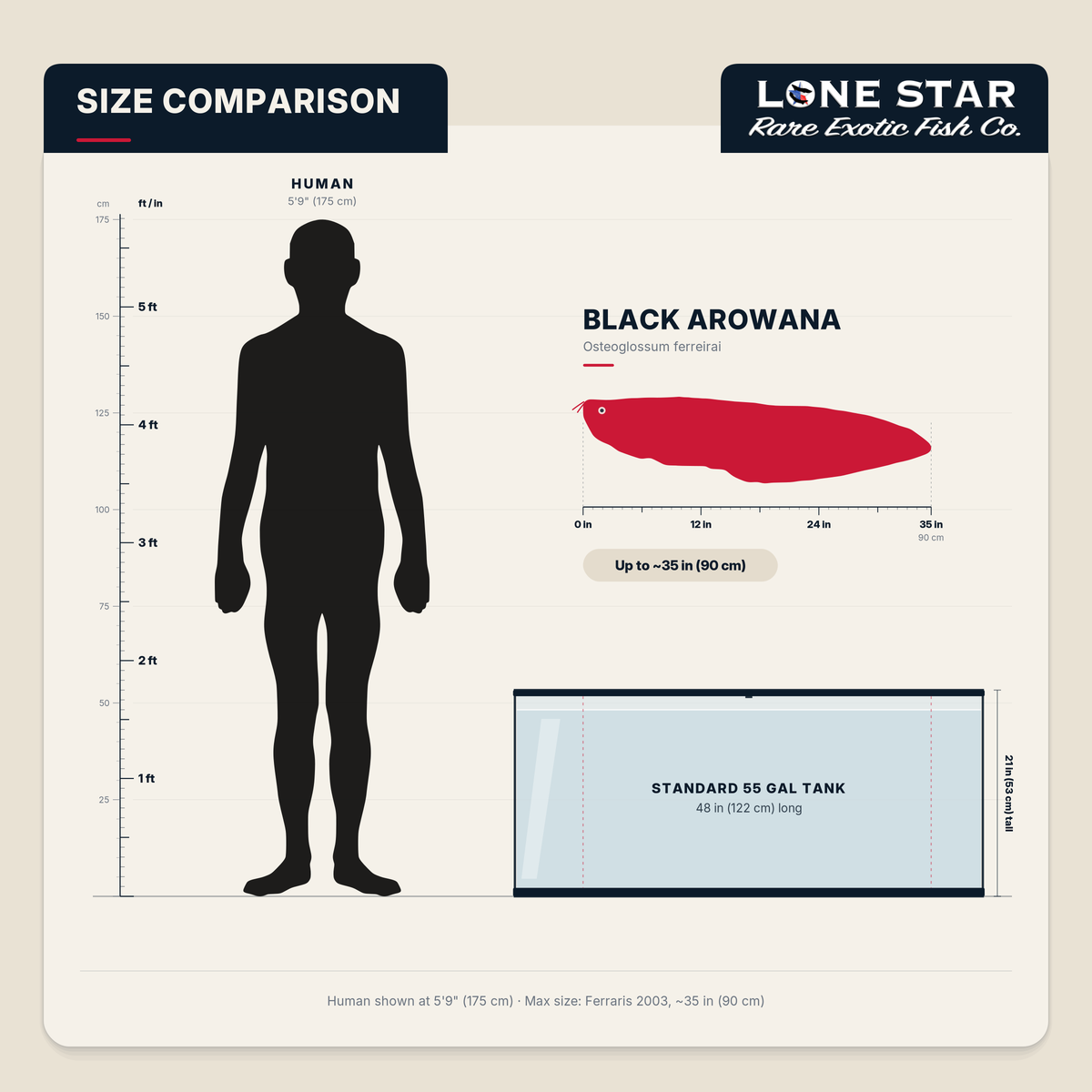 Black arowana size comparison