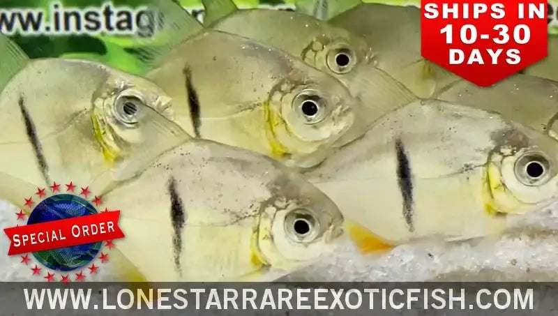 Black Bar Silver Dollar / Myleus Schomburgkii (special Order) Live Freshwater Tropical Fish for Sale Online
