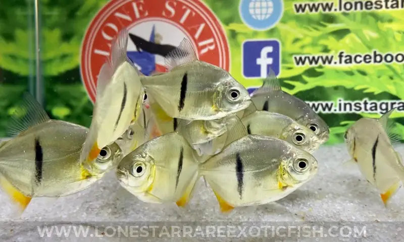 Black Barred Silver Dollar / Myloplus schomburgkii For Sale Online | Lone Star Rare Exotic Fish Co.