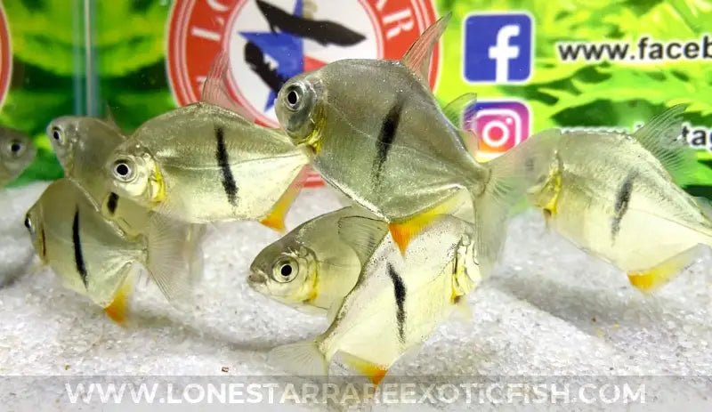 Black Barred Silver Dollar / Myloplus schomburgkii For Sale Online | Lone Star Rare Exotic Fish Co.