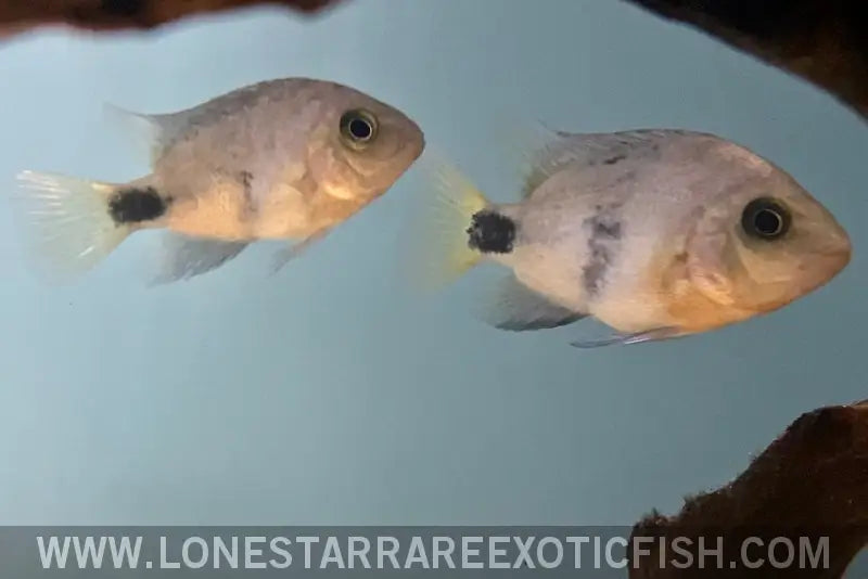 Black Belt Cichlid / Vieja Maculicauda Live Freshwater Tropical Fish for Sale Online