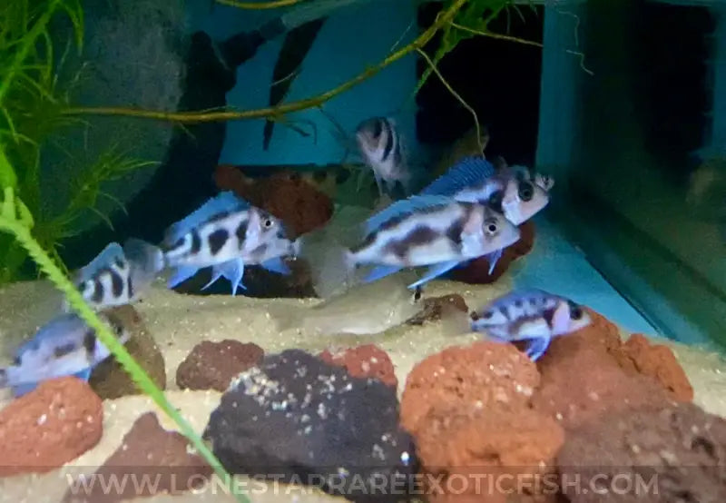 Black Widow Frontosa Cichlid / Cyphotilapia frontosa sp. For Sale Online | Lone Star Rare Exotic Fish Co.