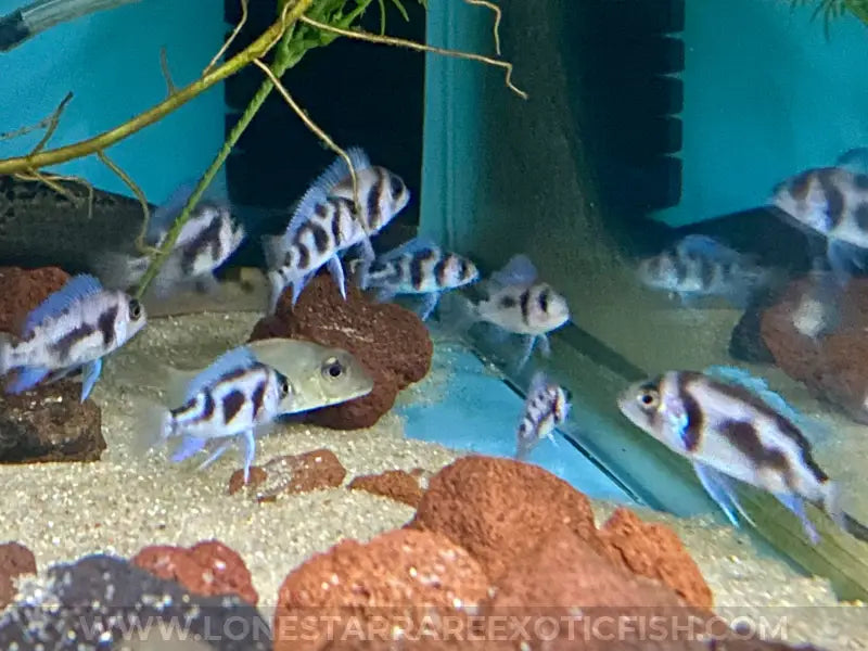Black Widow Frontosa Cichlid / Cyphotilapia frontosa sp. For Sale Online | Lone Star Rare Exotic Fish Co.