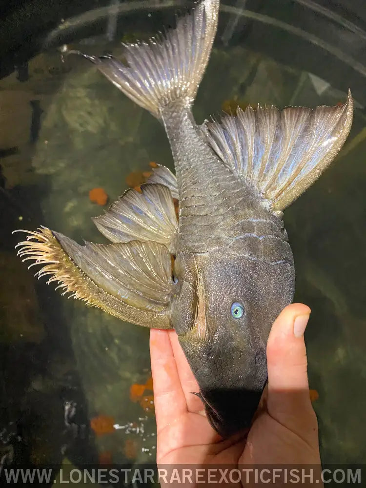 Blue Eye Suttoni Pleco Live Freshwater Tropical Fish for Sale Online