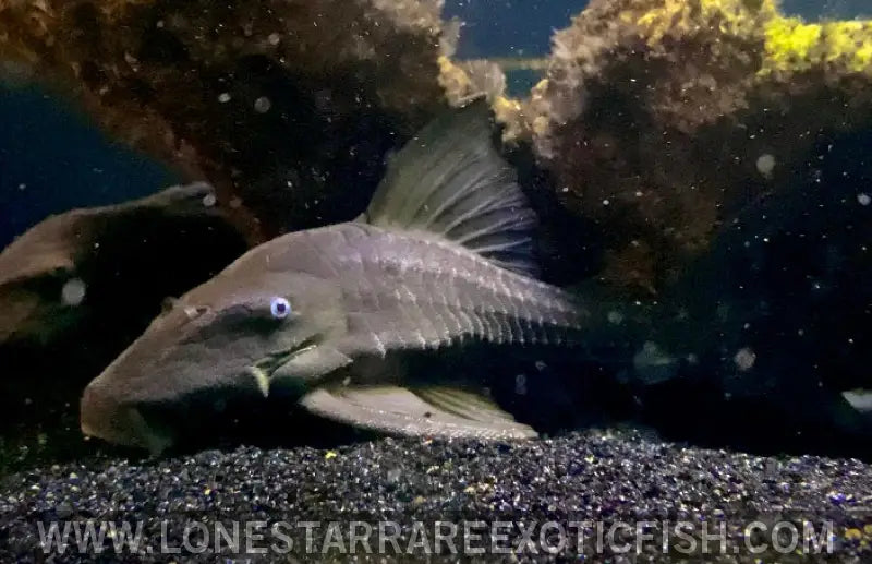 Blue Eyed Pleco / Panaque Cochliodon Live Freshwater Tropical Fish for Sale Online