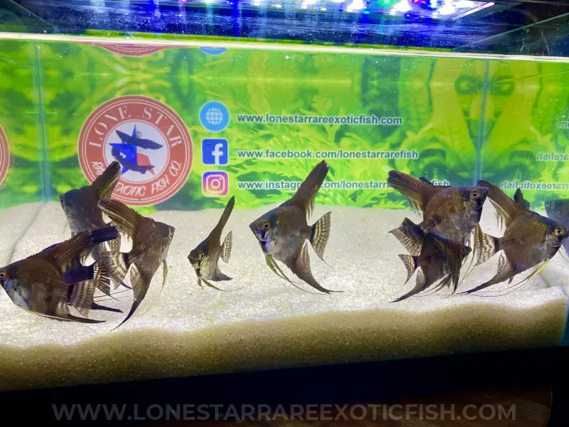 Blue Pinoy Angelfish For Sale Online | Lone Star Rare Exotic Fish Co.