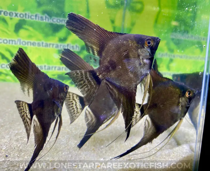 Blue Pinoy Angelfish For Sale Online | Lone Star Rare Exotic Fish Co.
