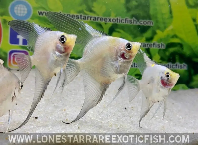 Blue Pinoy Paraiba Angelfish Live Freshwater Tropical Fish for Sale Online