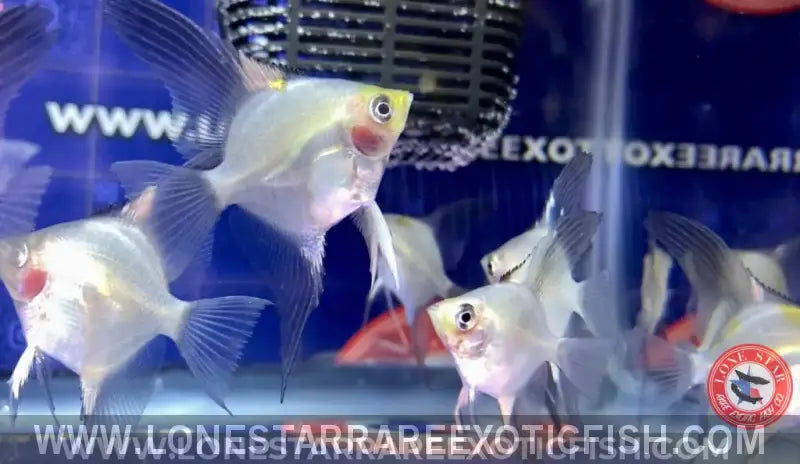 Blue Pinoy Paraiba Angelfish Live Freshwater Tropical Fish for Sale Online