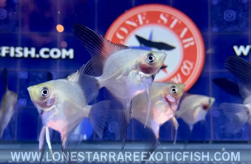 Blue Pinoy Paraiba Angelfish Live Freshwater Tropical Fish for Sale Online