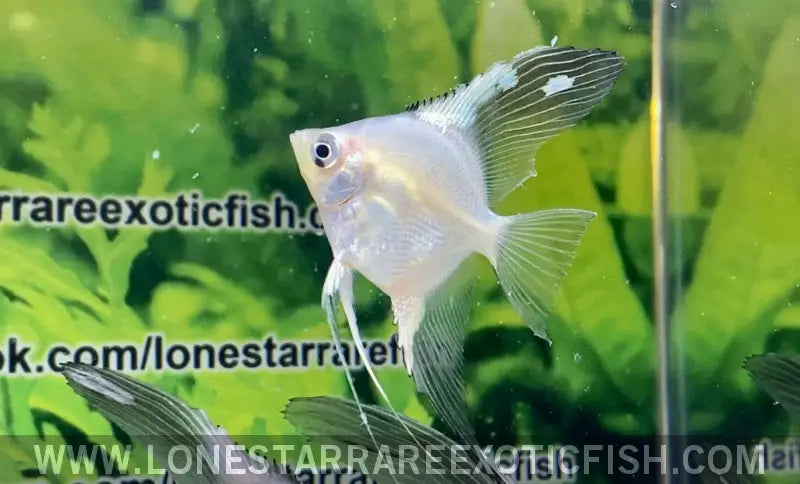 Blue Pinoy Paraiba Angelfish Live Freshwater Tropical Fish for Sale Online