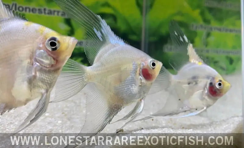 Blue Pinoy Paraiba Angelfish Live Freshwater Tropical Fish for Sale Online