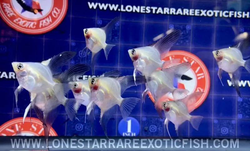 Blue Pinoy Paraiba Angelfish Live Freshwater Tropical Fish for Sale Online