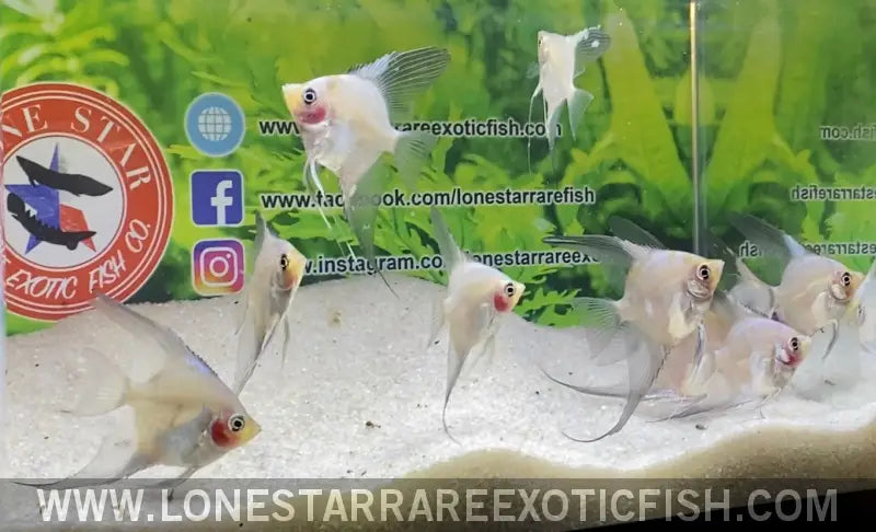 Blue Pinoy Paraiba Angelfish Live Freshwater Tropical Fish for Sale Online