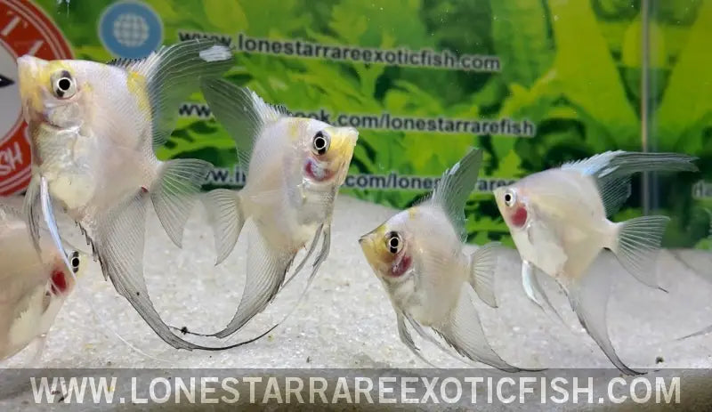 Blue Pinoy Paraiba Angelfish Live Freshwater Tropical Fish for Sale Online