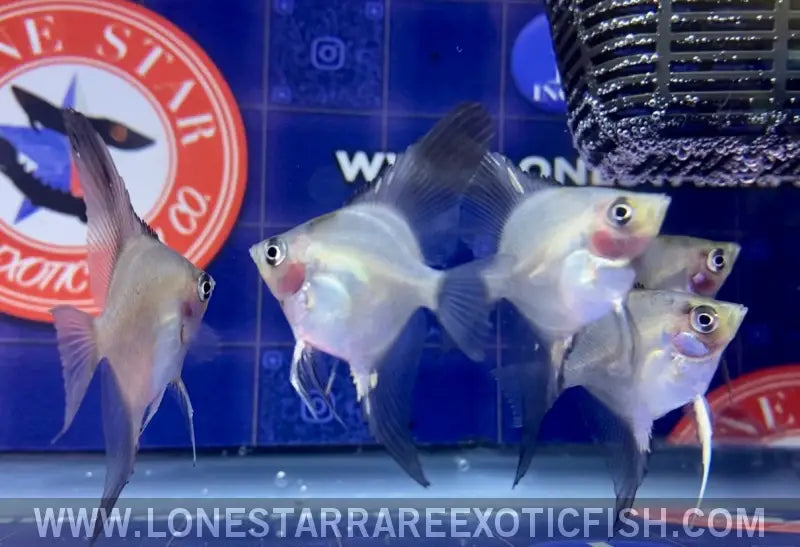 Blue Pinoy Paraiba Angelfish Live Freshwater Tropical Fish for Sale Online