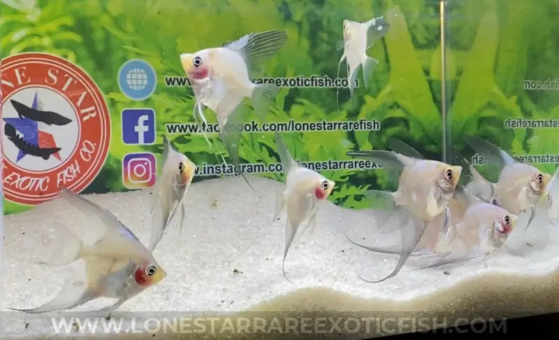 Blue Pinoy Paraiba Angelfish For Sale Online | Lone Star Rare Exotic Fish Co.