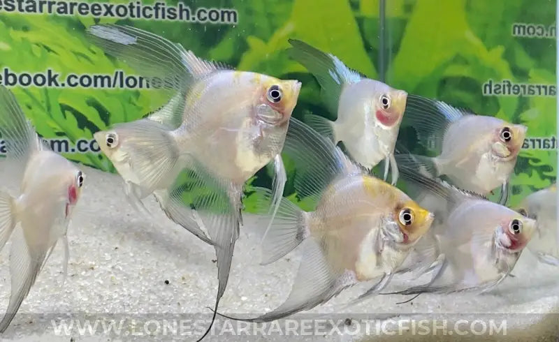 Blue Pinoy Paraiba Angelfish For Sale Online | Lone Star