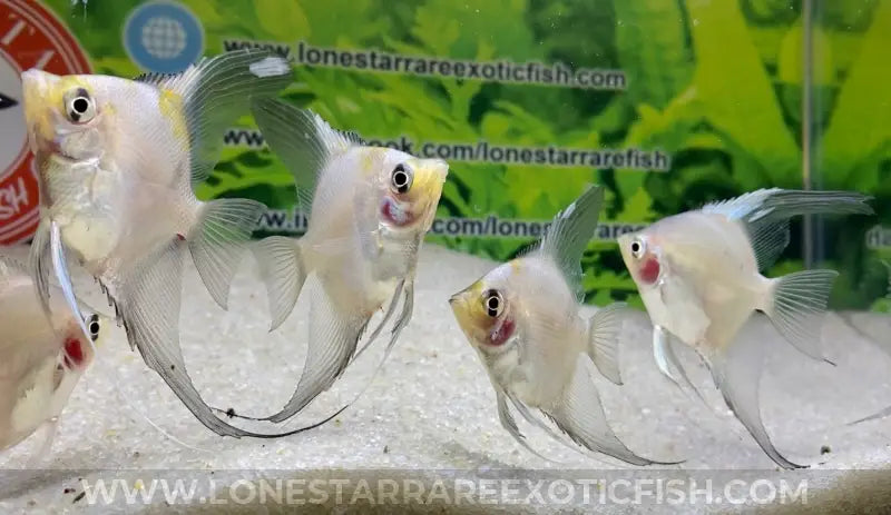 Blue Pinoy Paraiba Angelfish For Sale Online | Lone Star Rare Exotic Fish Co.