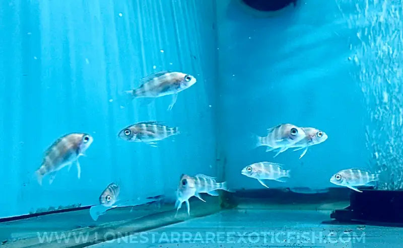 Blue Zaire Kapampa Frontosa Cichlid For Sale Online | Lone Star Rare Exotic Fish Co.