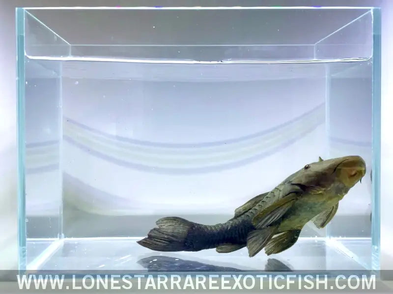 Bullnose Pleco / Rhinelepis Aspera Live Freshwater Tropical Fish for Sale Online