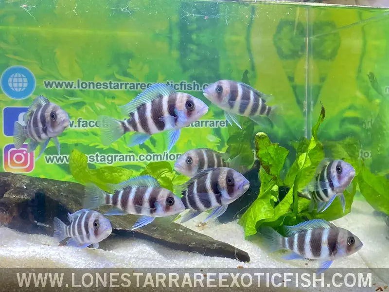 Burundi Frontosa Cichlid / Cyphotilapia Frontosa Live Freshwater Tropical Fish for Sale Online