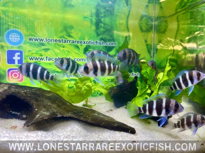 Burundi Frontosa Cichlid / Cyphotilapia Frontosa Live Freshwater Tropical Fish for Sale Online