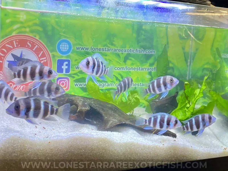 Burundi Frontosa Cichlid / Cyphotilapia frontosa For Sale Online | Lone Star Rare Exotic Fish Co.